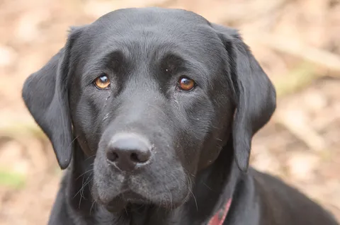 Dogs photography