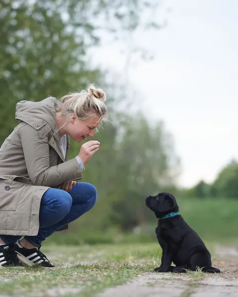 Dogs photography