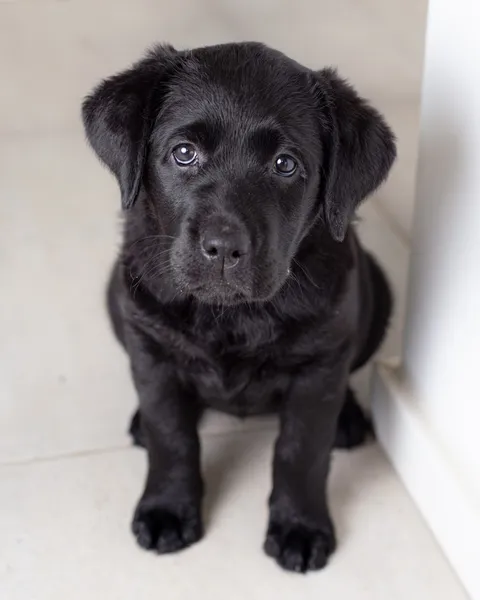 Dogs photography