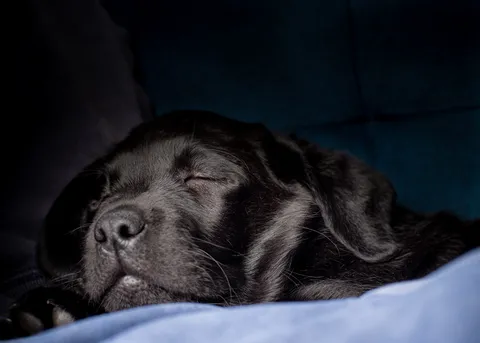 Dogs photography