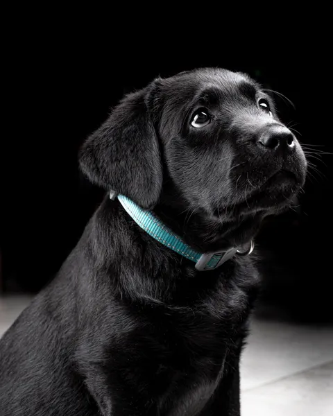 Dogs photography