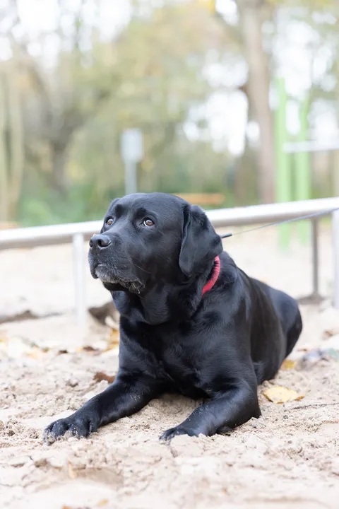 Dogs photography