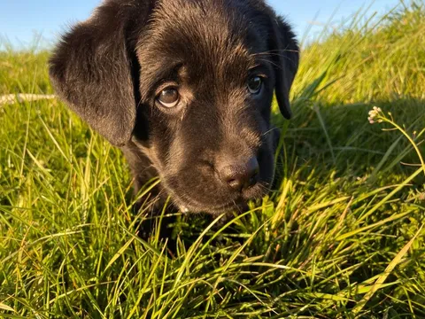 Dogs photography