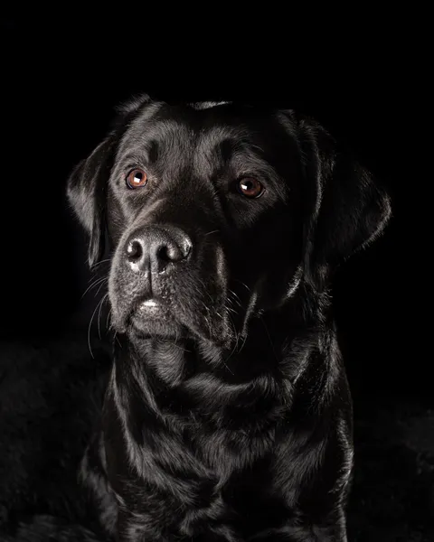 Dogs photography