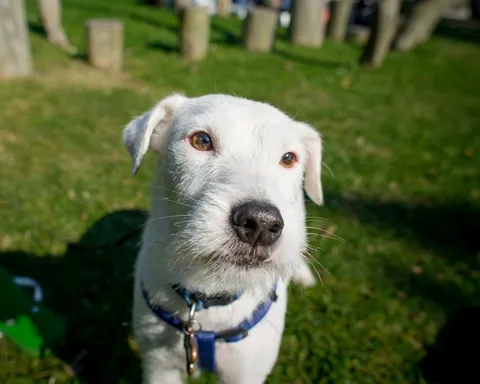 Dogs photography