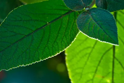 Nature photography
