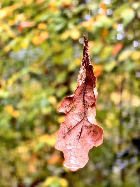 Nature photography