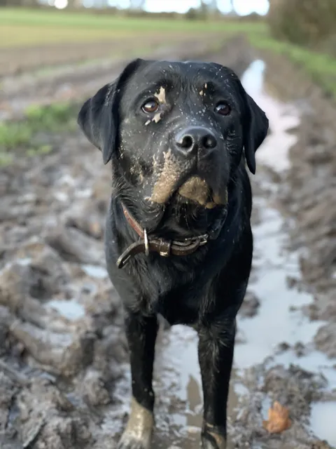 Dogs photography
