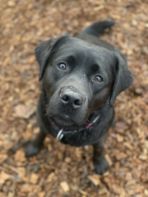 Dogs photography