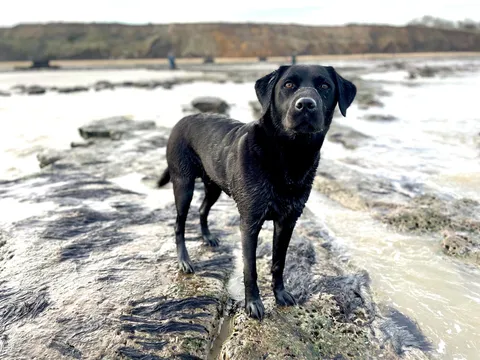 Dogs photography