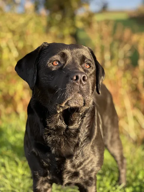Dogs photography
