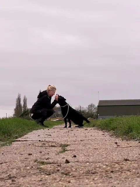 Dogs photography
